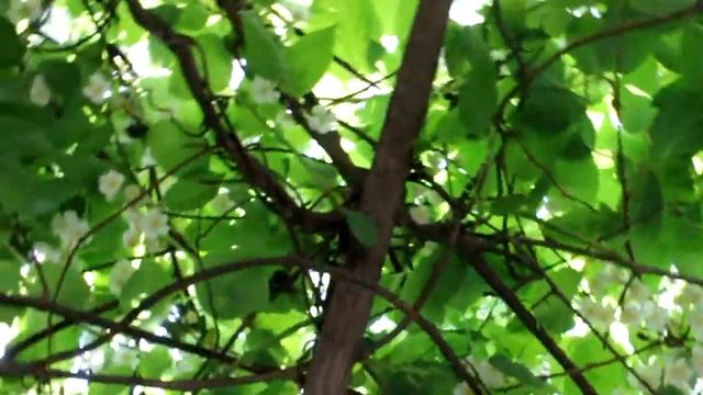Тест видео Cenon 60d смотреть онлайн