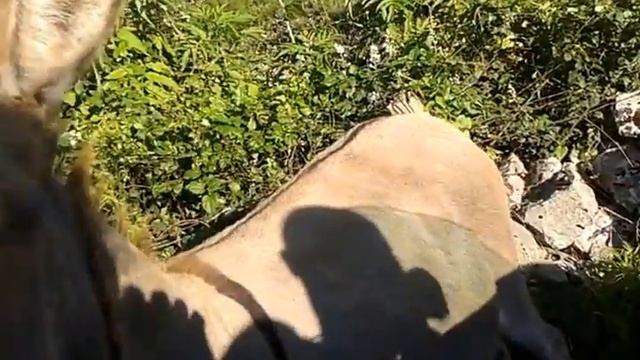 Осел ест инжир.Осел и инжир. Пьяный осел ест инжир смотреть онлайн