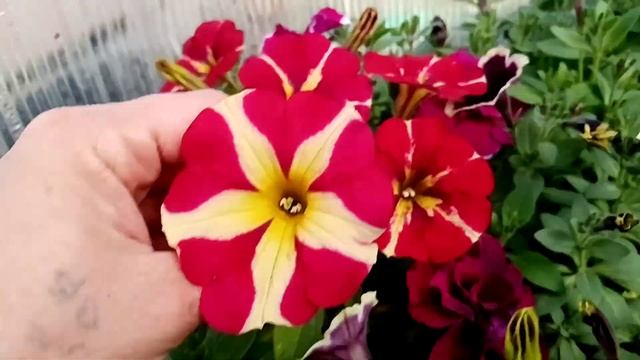 Скоро буду стрич ампельные петунии. Бархатцы цветут смотреть онлайн