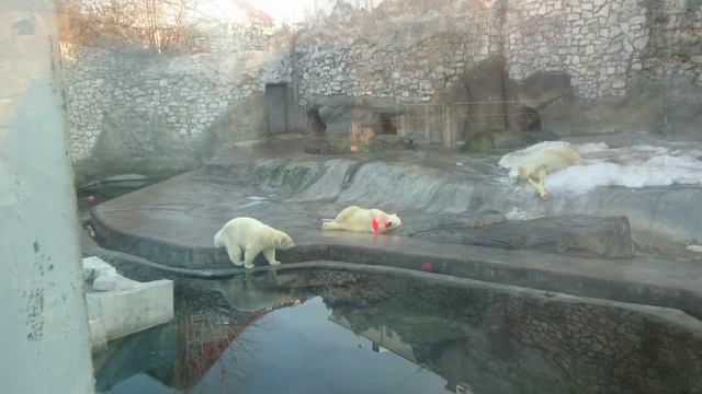 белые медведи смотреть онлайн