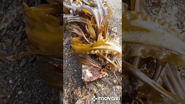 Собираем морскую капусту, пока Москва не запретила. смотреть онлайн
