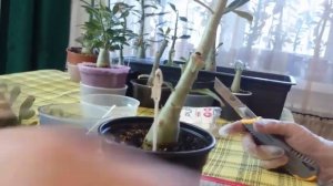 Обрезка Адениумов, формирование кроны адениума!