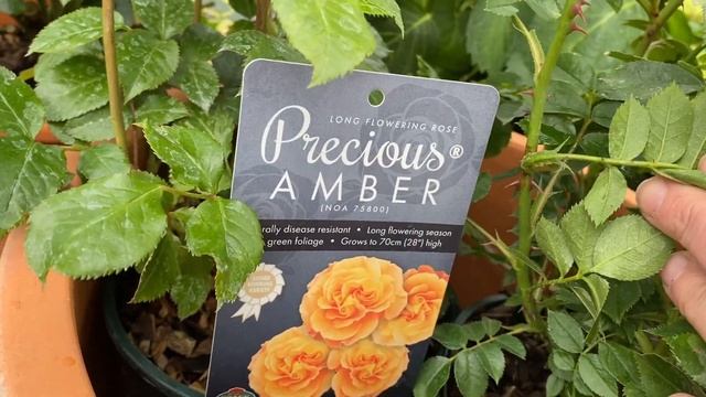 Розы в Горшках! Патио Розы! ОБЗОР Сортов . Patio Roses in pots. London смотреть онлайн