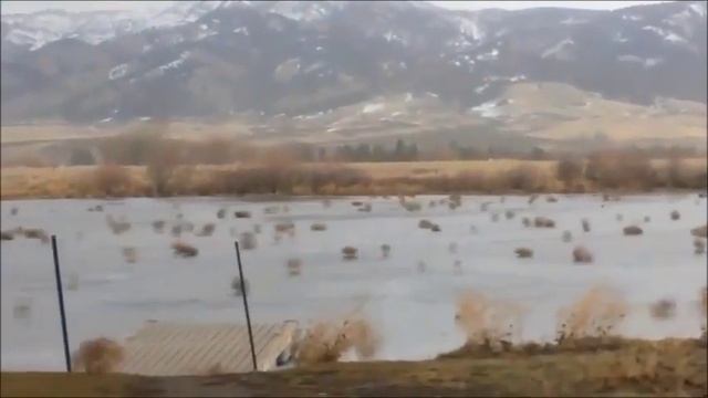 Группа Лесоповал  -  