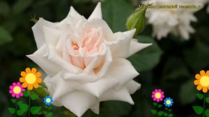 Роза кустовая Биатрис Поттер. Краткий обзор, описание характеристик Beatrix Potter