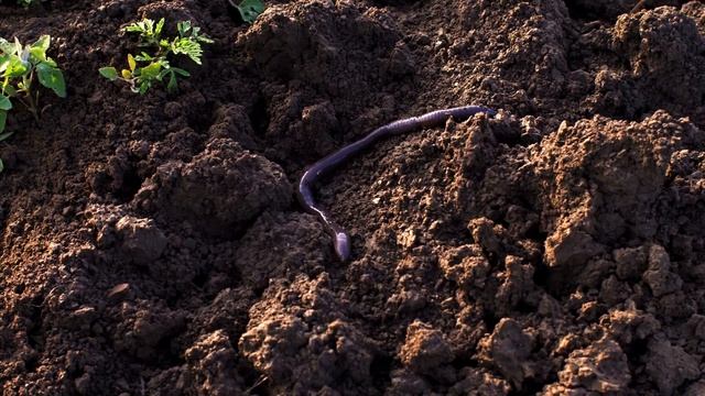 В Шкафу Залежалась Овсянка? Срочно Подкормите Этим Растения На Огороде И Результат Вас Шокирует! смотреть онлайн