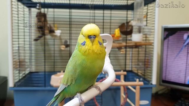 Як поводиться папуга, коли вчиться розмовляти! смотреть онлайн