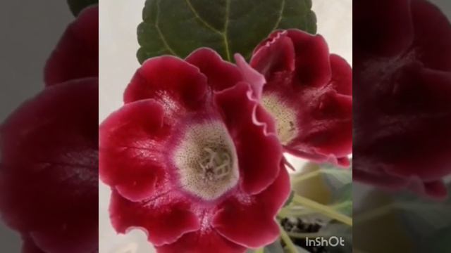 Сеянец глоксинии достойный стать сортом. Надо проверять. смотреть онлайн