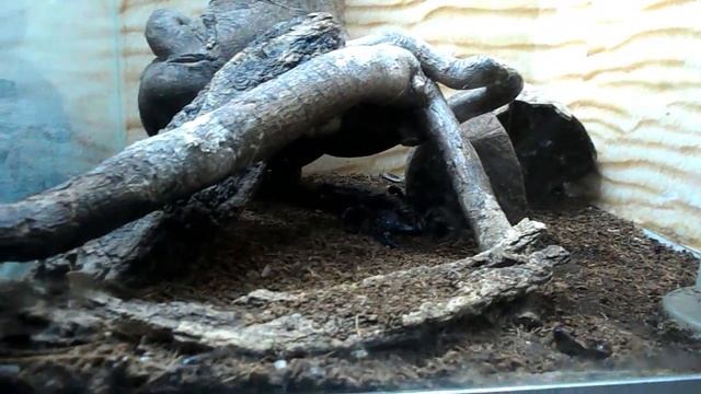 НИКОЛАЕВСКИЙ АКВАТЕРРАРИУМ!!!Nikolaev ZOO Aquaterarium!!!