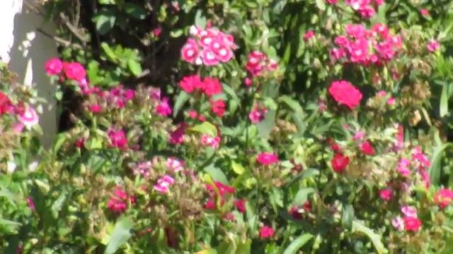 Zoom Test of Canon SX520 HS