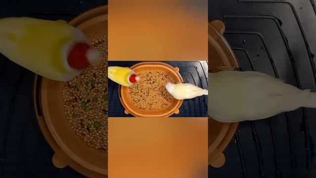 #Амадина_Гульда ( содержание)