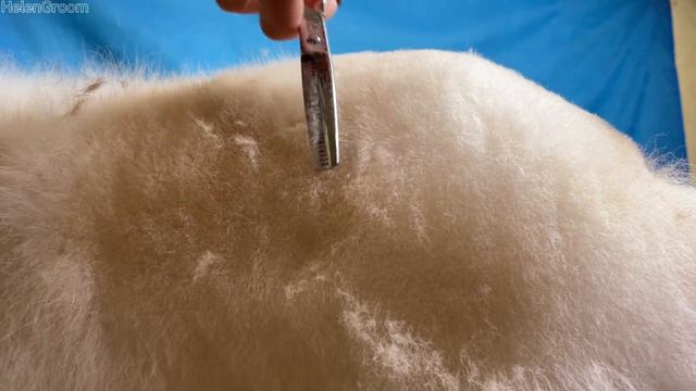 Pomeranian Spitz haircut, Umka | Стрижка Померанського Шпіца, Умка смотреть онлайн