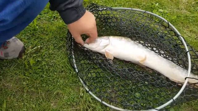 Щука и сом за 3 заброса! смотреть онлайн