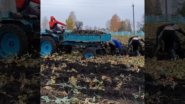 Копалка для хрена. Копаем хрен. смотреть онлайн
