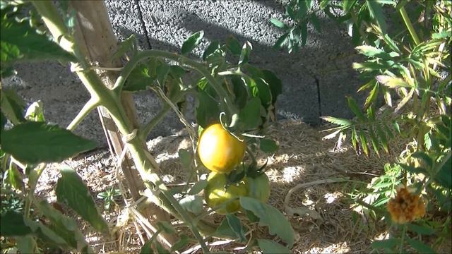 TOMATE : Green Zebra смотреть онлайн