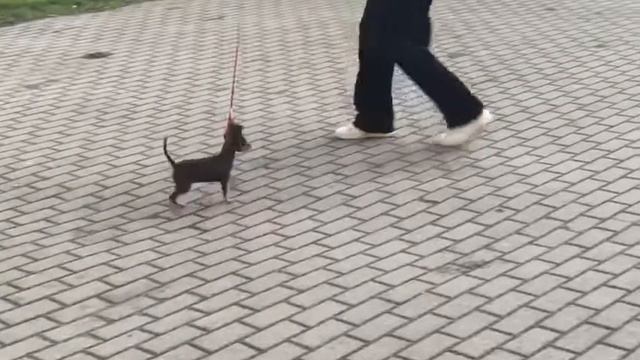 Выпускница - Нежная Рапсодия Лунной Сонаты смотреть онлайн