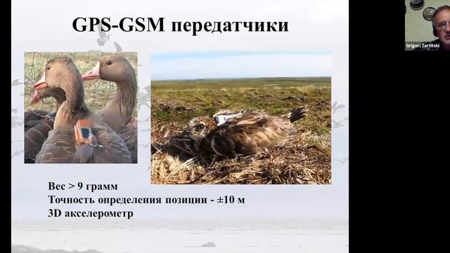 Миграции птиц: как и зачем их изучают. Тертицкий Г.М., к.г.н. смотреть онлайн