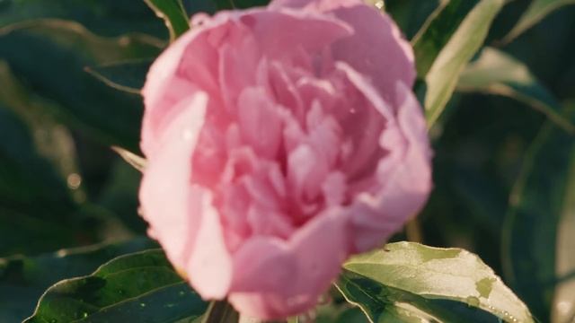 Introducing Camila Cabello For Victoria's Secret