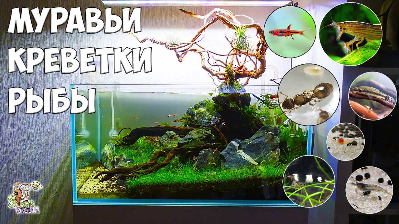 Заселяем муравьев, креветок и рыб ● АКВАФОРМИКАРИЙ смотреть онлайн