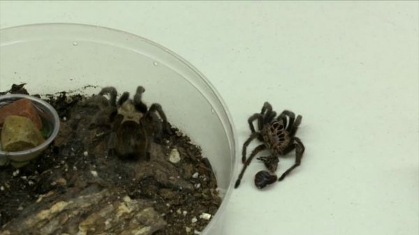 Spider Identification: Tarantulas and Wolf Spiders