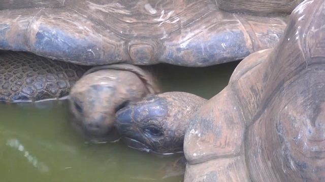 Mauritius, La Vanille Nature Park - żółwie смотреть онлайн