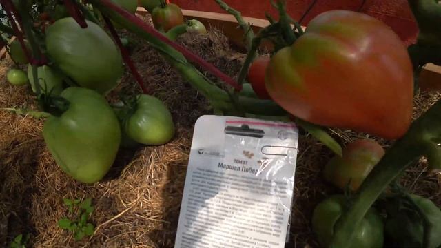 Томат Победа у меня в теплице / Лучший сердцевидный крупноплодный томат в сезоне 2021 смотреть онлайн