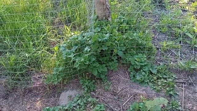 Утро многодетной мамы (полный моцион) смотреть онлайн