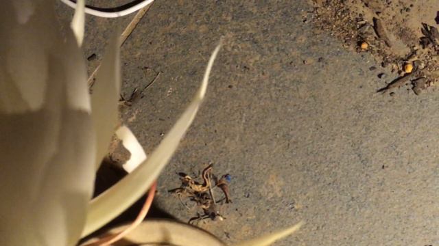 Epiphyllum oxypetalum in bloom 2019 смотреть онлайн