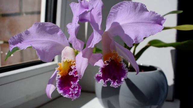 Cattleya mossiae 'Tipo No 3' смотреть онлайн