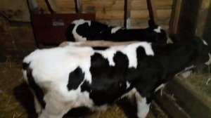 как приучить к комбикорму телят.