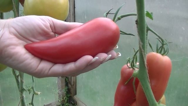 Томат Корейский Длинноплодный смотреть онлайн