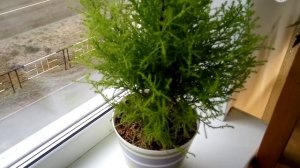 КУПРЕССУС - "зимний" кустарник летом