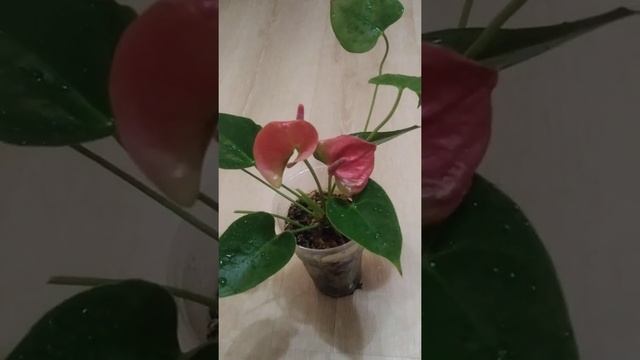 Антуриум Pink Queen смотреть онлайн