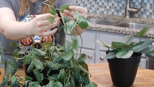 Scindapsus Information and Care смотреть онлайн