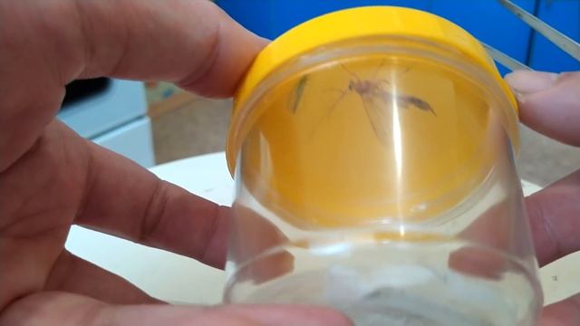 Муравьиная ферма. БЕЛОК В ДВУХ ШАГАХ! Кормим муравьев! смотреть онлайн