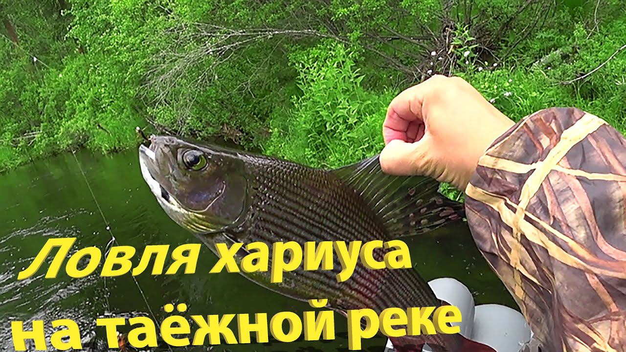 ЛОВЛЯ ХАРИУСА НА ТАЕЖНОЙ РЕКЕ смотреть онлайн