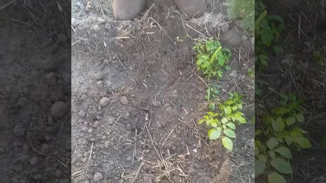 Как посадить гортензию осенью.Посадка и черенкование гортензий. ЧАСТЬ2 смотреть онлайн