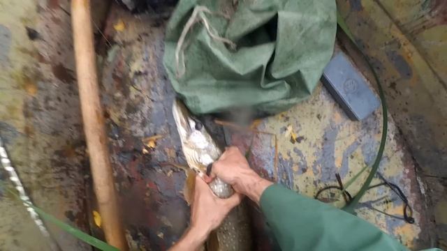 ЛОВЛЯ ЩУКИ В СЕНТЯБРЕ (щука на спиннинг) смотреть онлайн