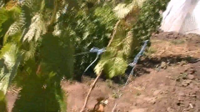 Ускоренное формирования молодых  виноградных кустов технических сортов