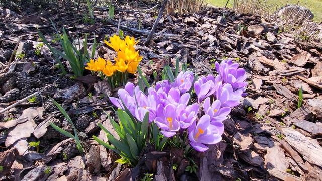 Дачный сезон 2023. Апрель. Влог смотреть онлайн