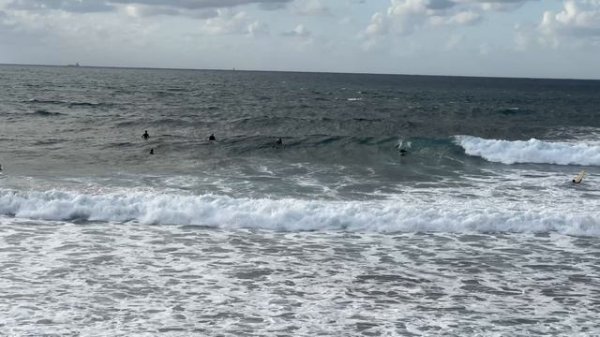 #sealife #surfing #laspalmas #spain #2024