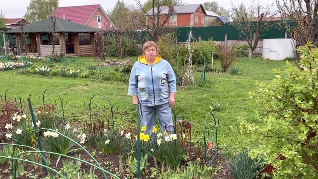 Почему не цветут нарциссы?!