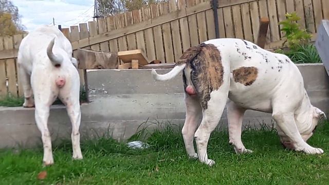 АМЕРИКАНСКИЕ БУЛЬДОГИ. ДЛЯ ИСТОРИИ. КРАСИВАЯ ПАРА смотреть онлайн