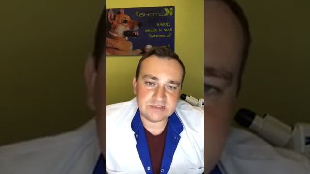 Дисплазия у выставочных пород собак смотреть онлайн