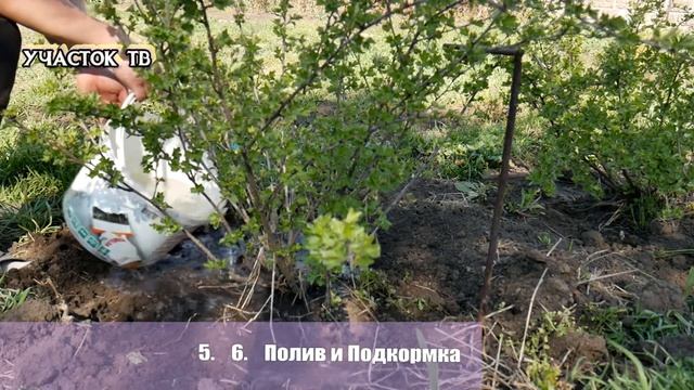 Уход за  Крыжовником Весной - Обрезка, Подкормка, Мульчирование, Обработка от Болезней