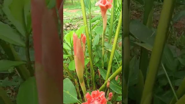 Ginger Flower/ Torch Lilly