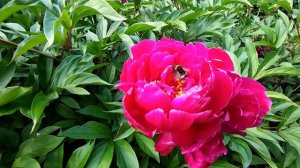 Пион травянистый.  Выращивание и уход.