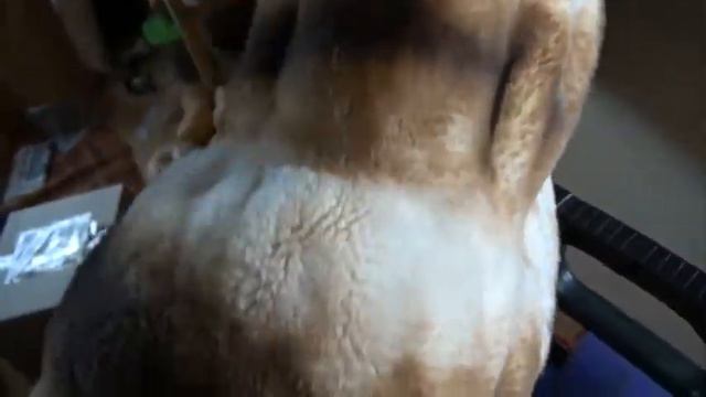 Шуба эко шиншилла