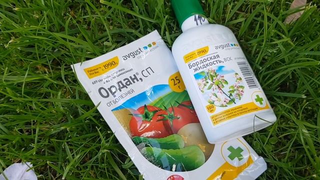 Мои розы НИКОГДА НЕ БОЛЕЮТ! Делайте так же, и вы НАВСЕГДА избавитесь от БОЛЕЗНЕЙ СВОИХ РОЗ! смотреть онлайн