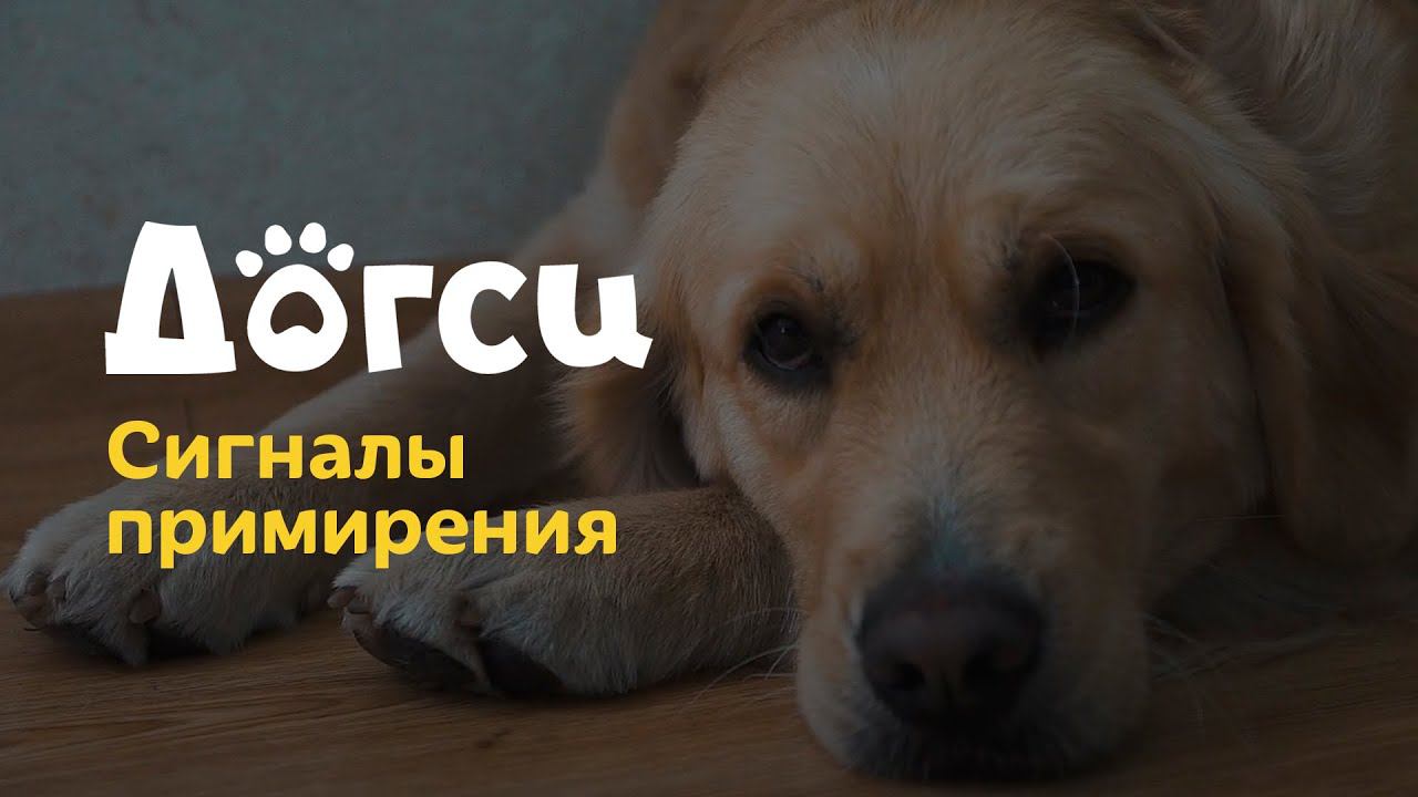 1. Инструкция догситтера Догси – Сигналы примирения / dogsy.ru